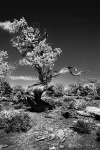 Twisted Juniper-9827.jpg Twisted Juniper-9827.jpg
